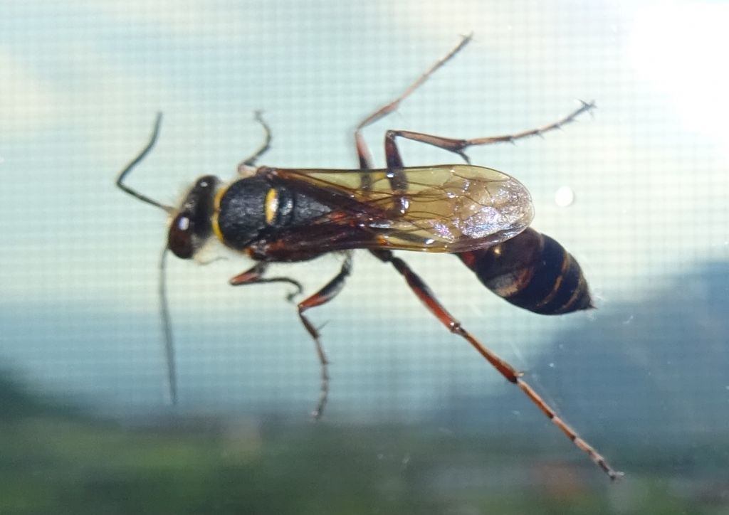 Sphecidae: Sceliphron curvatum